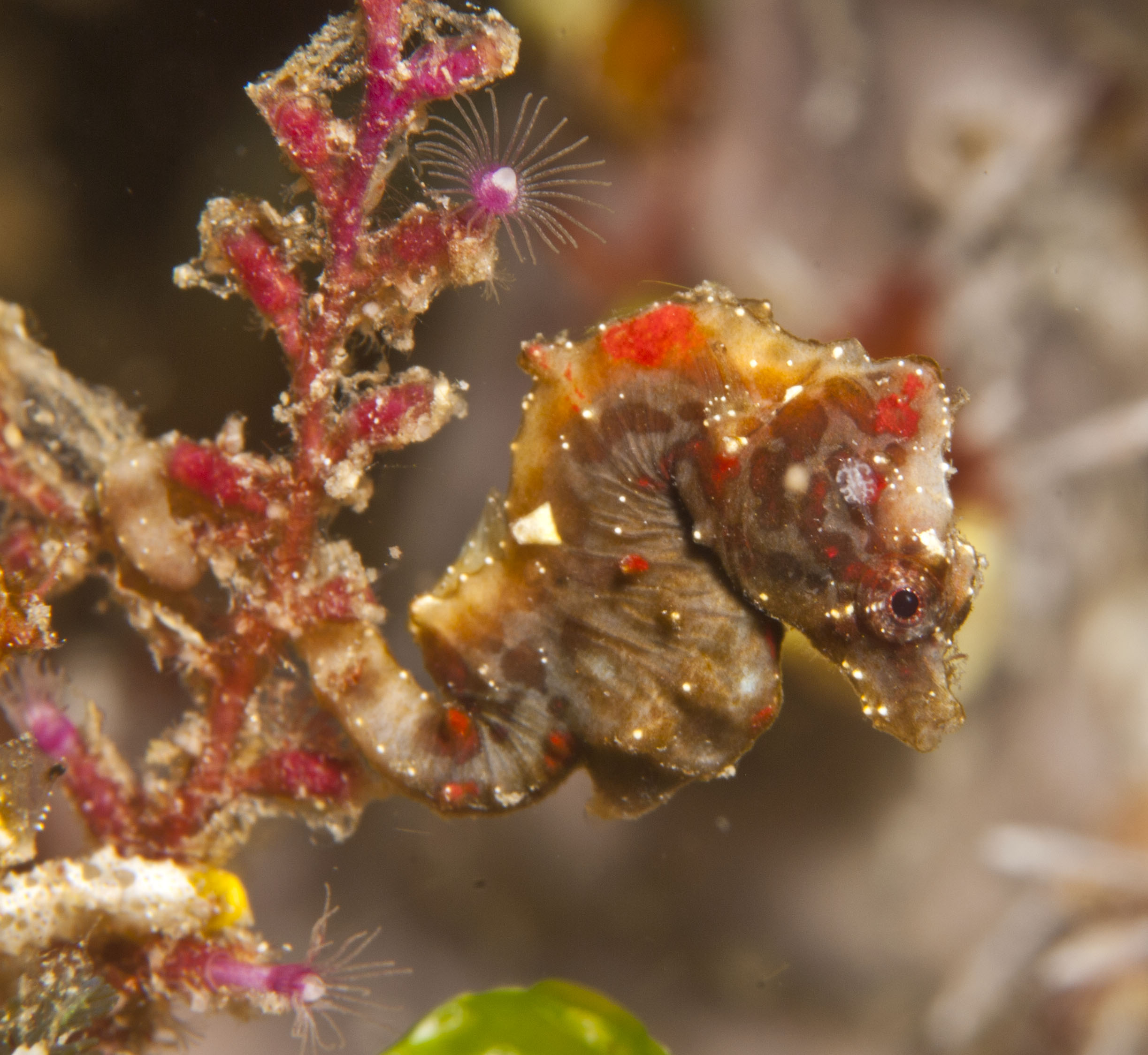 pygmy sea horse